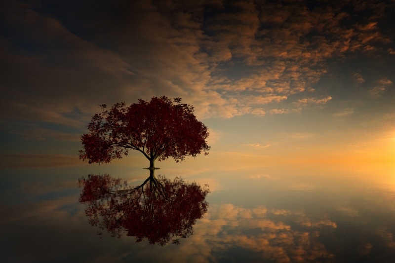 2015_AT5_LM2015-241_Gogic_Aleksandar_515039_FB3_Tree