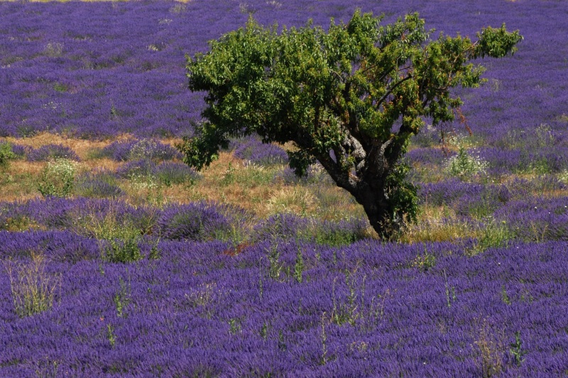 Michlbauer_Josef_509003_PB1_Baum-im-Lavendel.jpg
