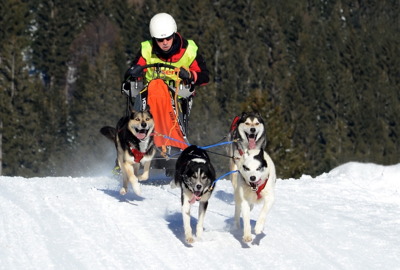 2017_AT5_LM2017-36_Schneider_Wilfried_5090009_FB4_Husky-Race-Unterjoch-2017